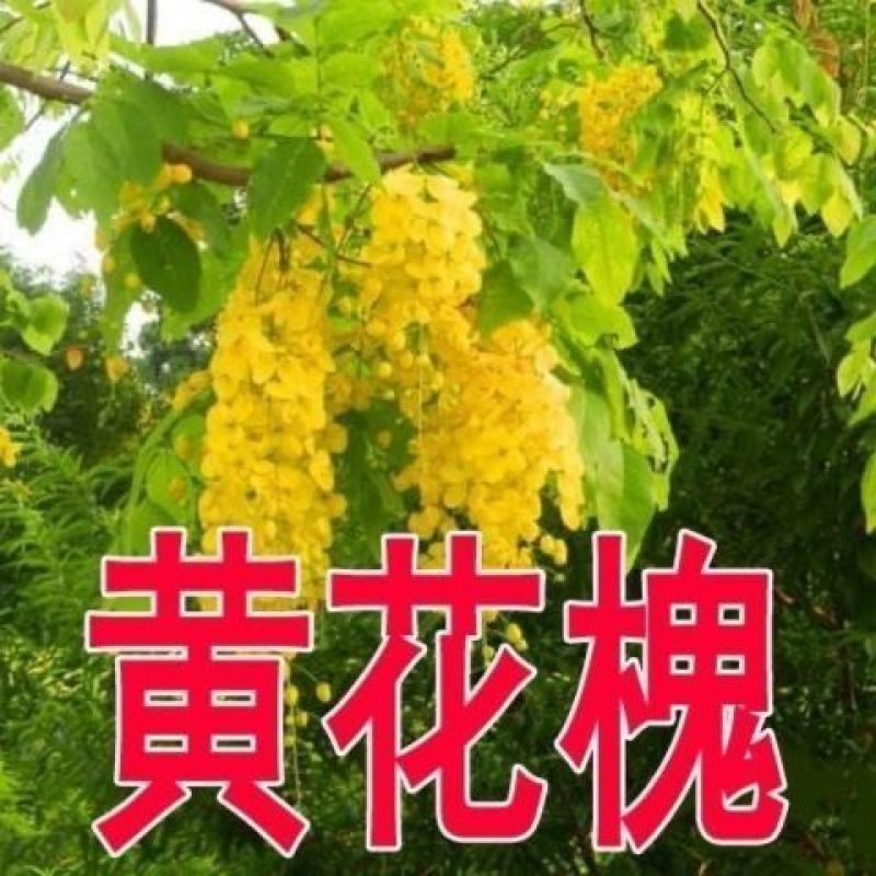黄花槐种子园林绿化植物荒坡复绿水土保持固土护坡林木灌木树