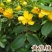 黄花槐种子园林绿化植物荒坡复绿水土保持固土护坡林木灌木树