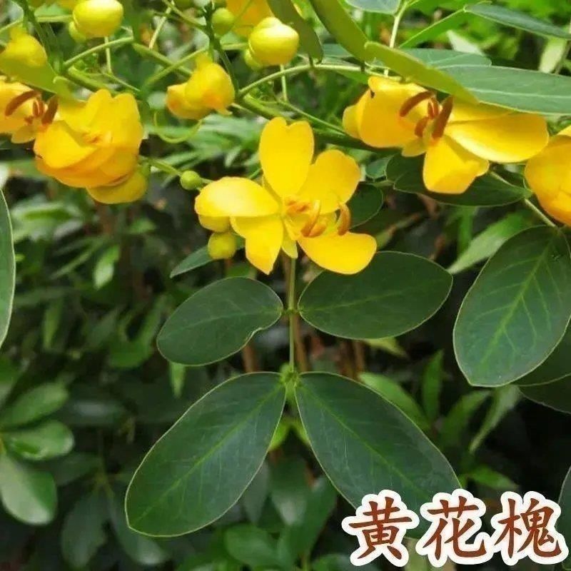 黄花槐种子园林绿化植物荒坡复绿水土保持固土护坡林木灌木树