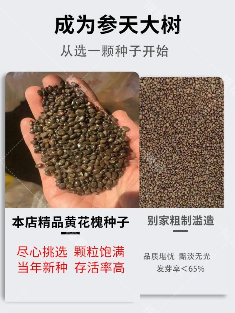 黄花槐种子园林绿化植物荒坡复绿水土保持固土护坡林木灌木树