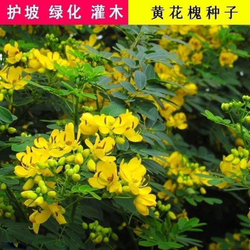 黄花槐种子园林绿化植物荒坡复绿水土保持固土护坡林木灌木树