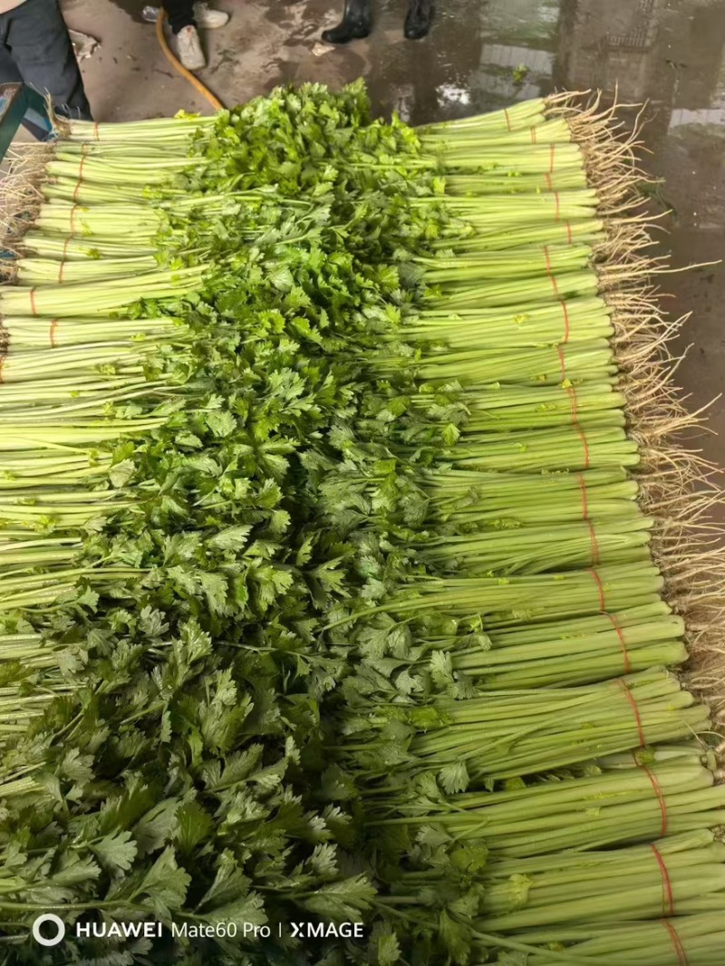 香芹