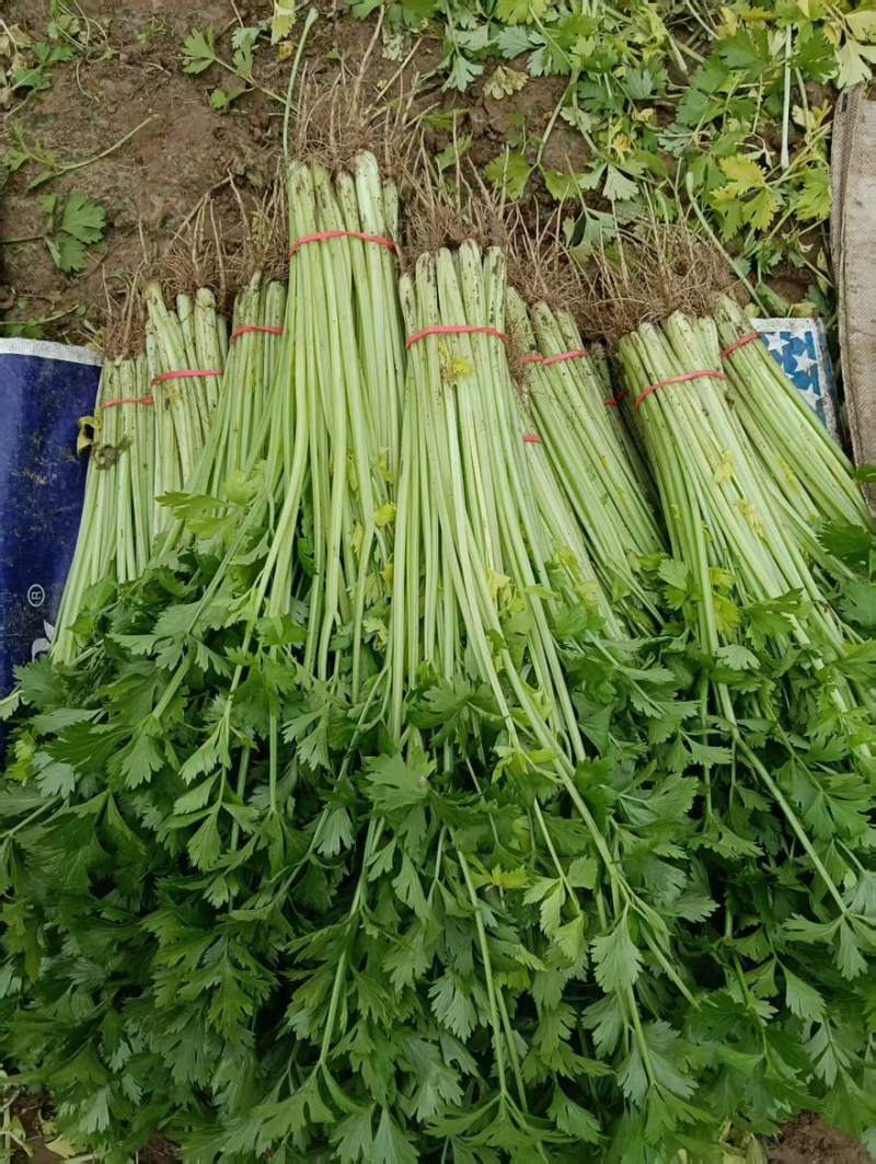 香芹