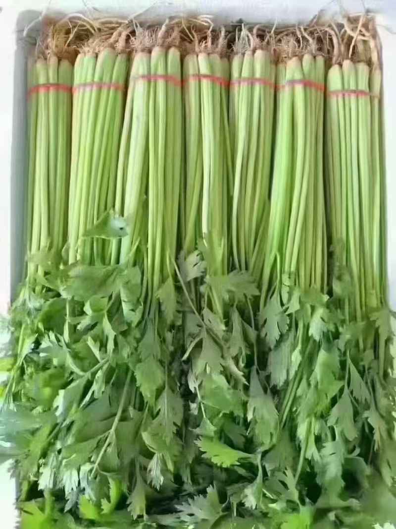 香芹