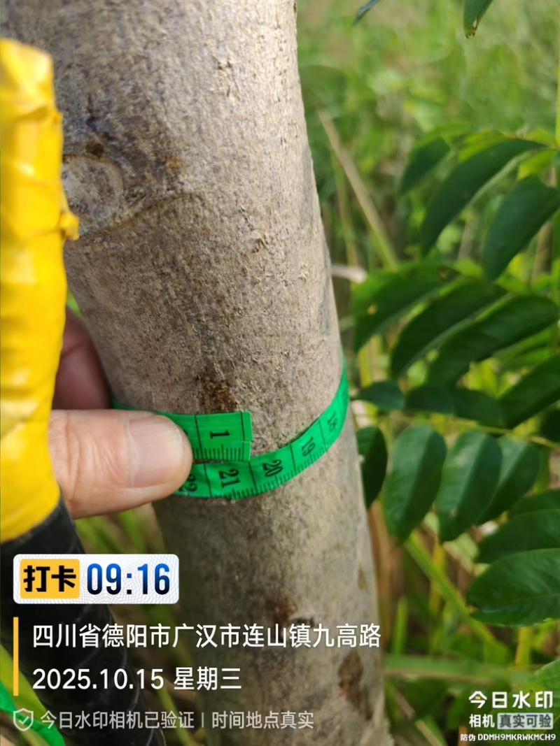 黄花梨