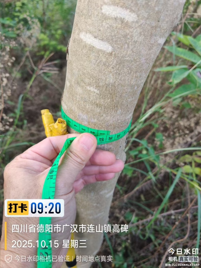 黄花梨