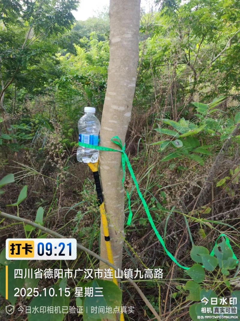 黄花梨