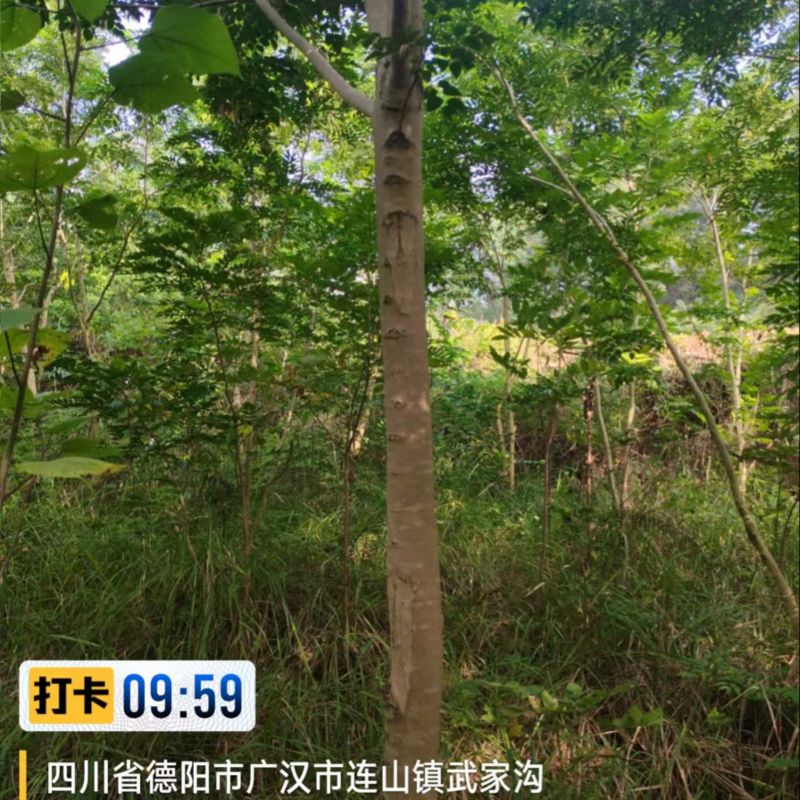 黄花梨