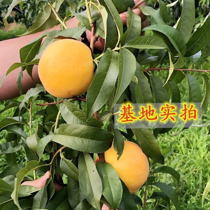 黄金王桃苗嫁接成苗沂蒙山育苗基地直发批发