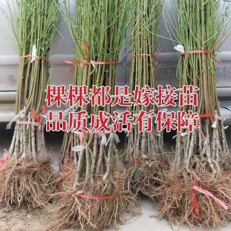 黄金王桃苗嫁接成苗沂蒙山育苗基地直发批发