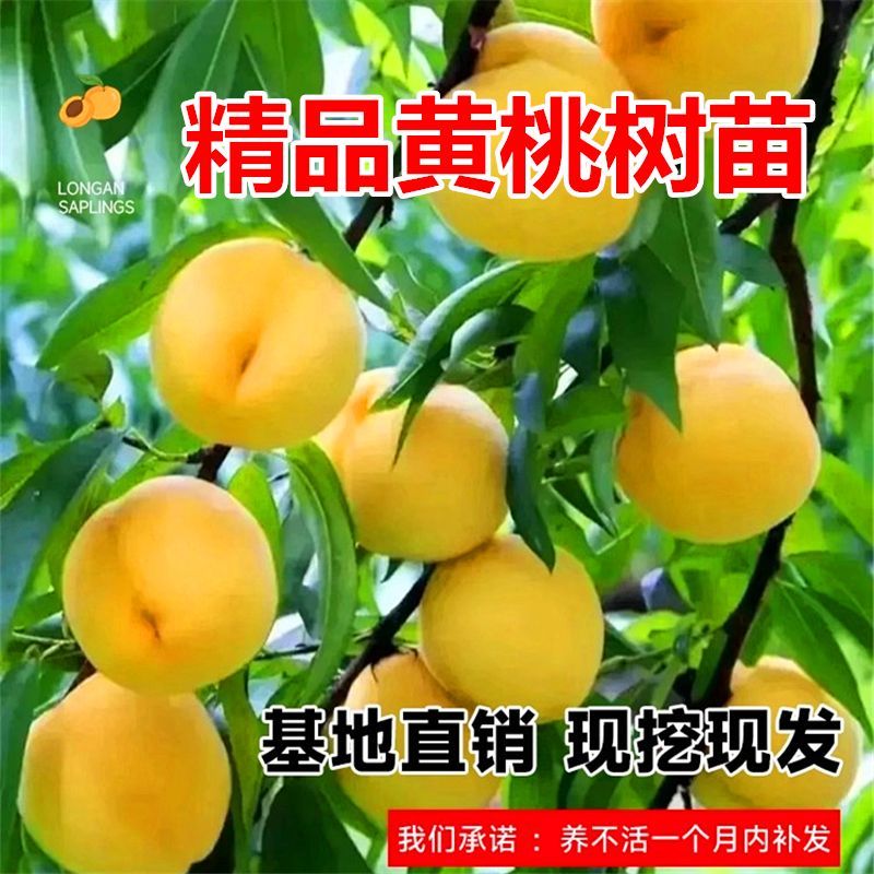 黄金王桃苗嫁接成苗沂蒙山育苗基地直发批发