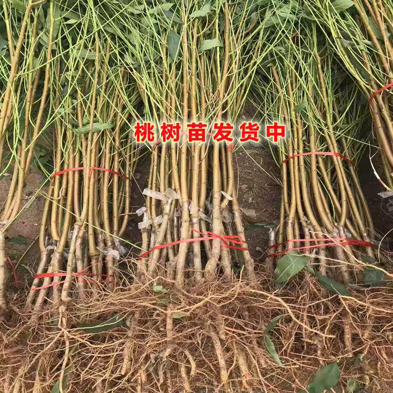 黄金王桃苗嫁接成苗沂蒙山育苗基地直发批发