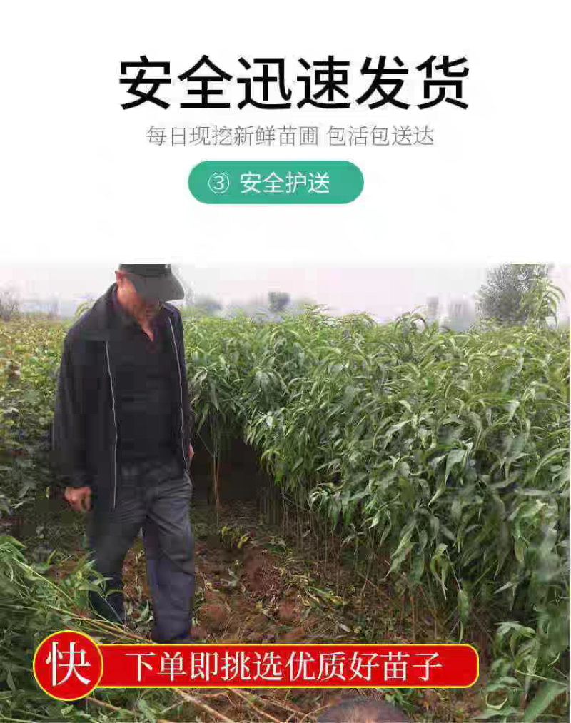 黄金王桃苗嫁接成苗沂蒙山育苗基地直发批发