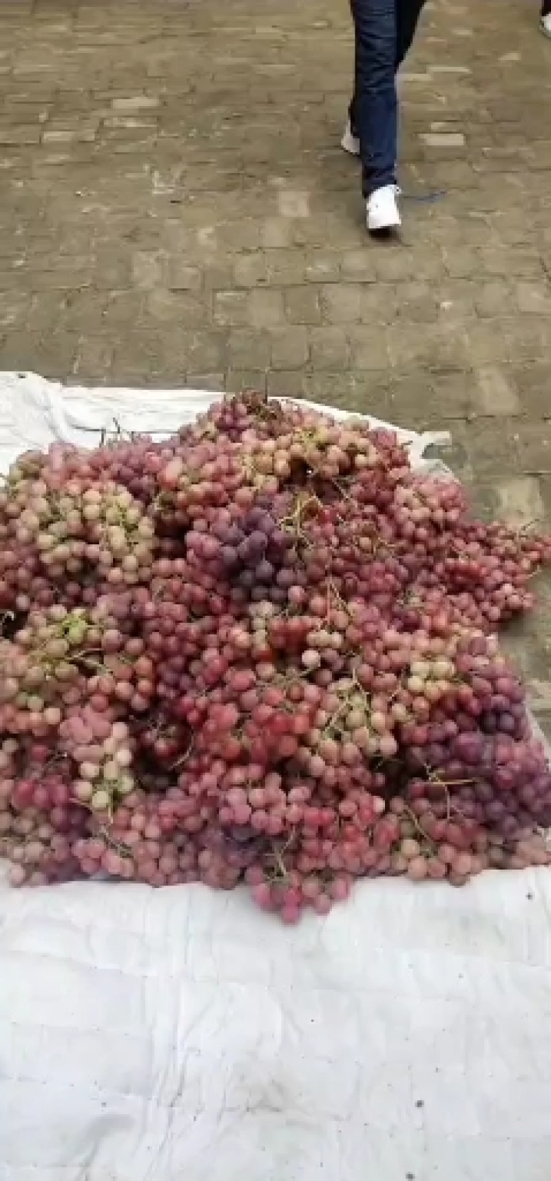 红提葡萄，