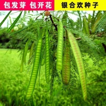 银合欢种子金合欢行道树荒山造林水土保持合欢花工程灌木护坡