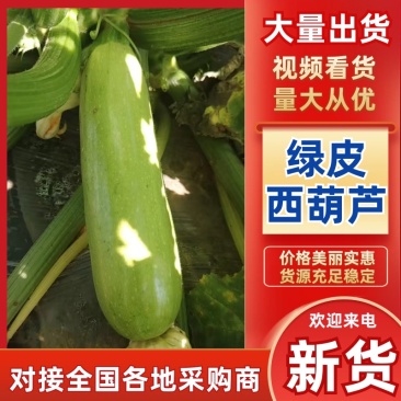【实力推荐】云南绿皮西葫芦产地直销量大从优可对接全国市场