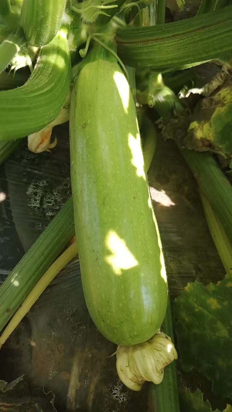 【实力推荐】云南绿皮西葫芦产地直销量大从优可对接全国市场