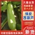 【实力推荐】云南绿皮西葫芦产地直销量大从优可对接全国市场