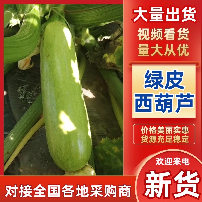 【实力推荐】云南绿皮西葫芦产地直销量大从优可对接全国市场