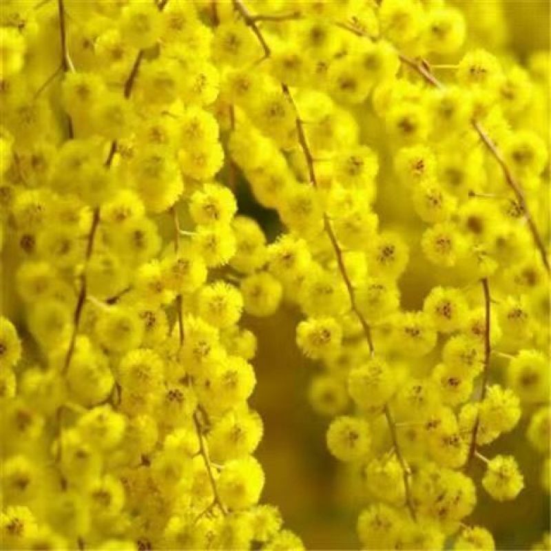 银合欢种子金合欢行道树荒山造林水土保持合欢花工程灌木护坡