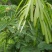 银合欢种子金合欢行道树荒山造林水土保持合欢花工程灌木护坡