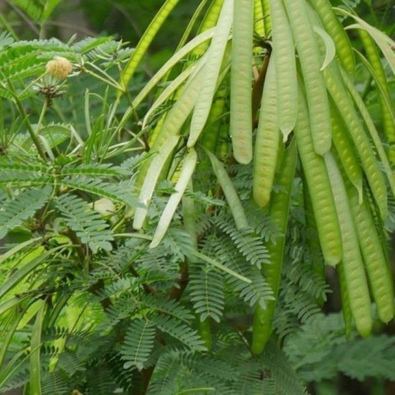 银合欢种子金合欢行道树荒山造林水土保持合欢花工程灌木护坡