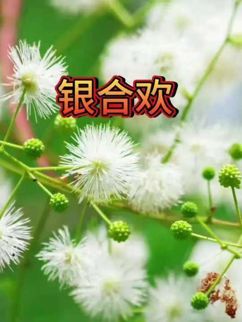 银合欢种子金合欢行道树荒山造林水土保持合欢花工程灌木护坡