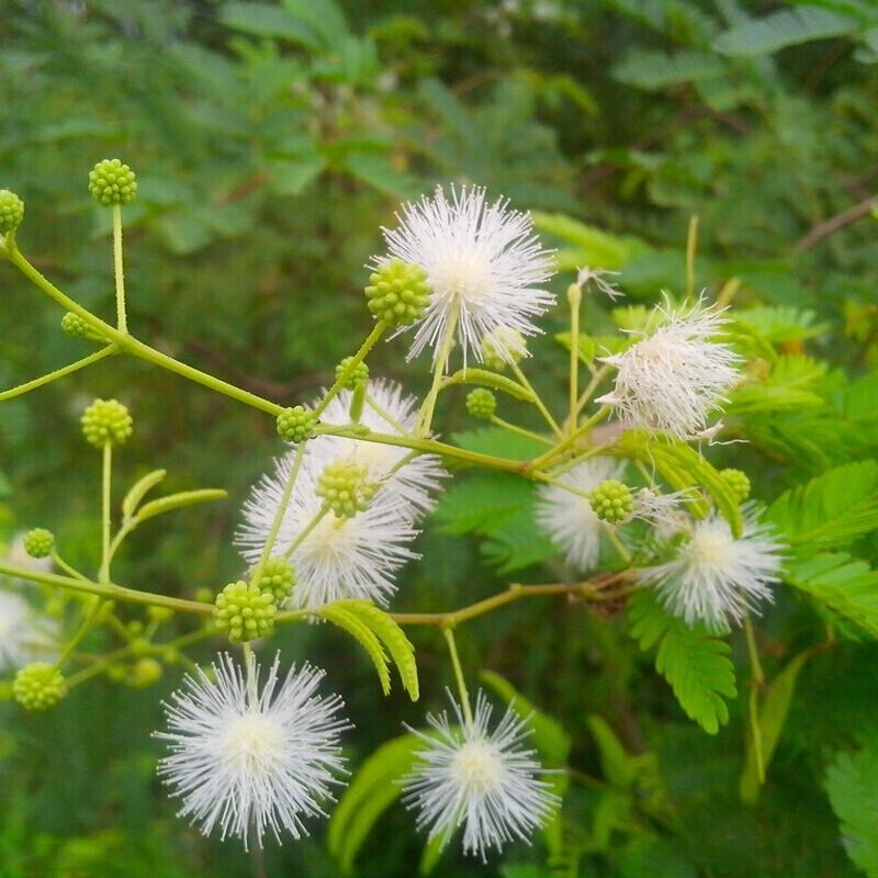 银合欢种子金合欢行道树荒山造林水土保持合欢花工程灌木护坡
