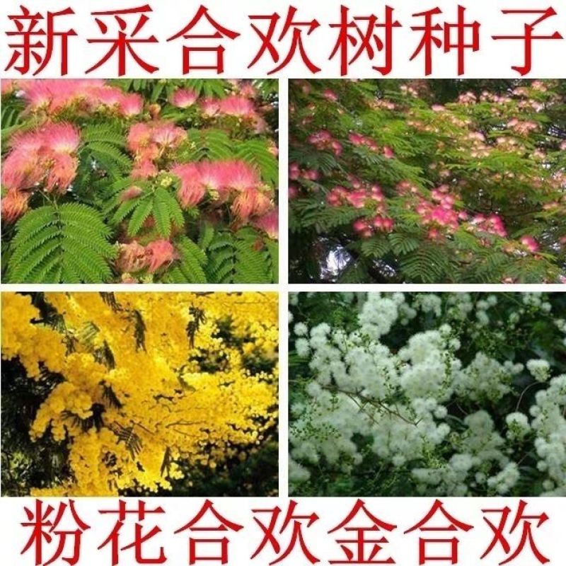银合欢种子金合欢行道树荒山造林水土保持合欢花工程灌木护坡