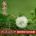 银合欢种子金合欢行道树荒山造林水土保持合欢花工程灌木护坡