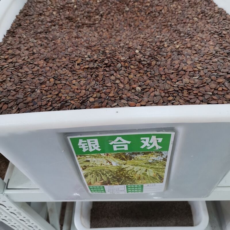 银合欢种子金合欢行道树荒山造林水土保持合欢花工程灌木护坡