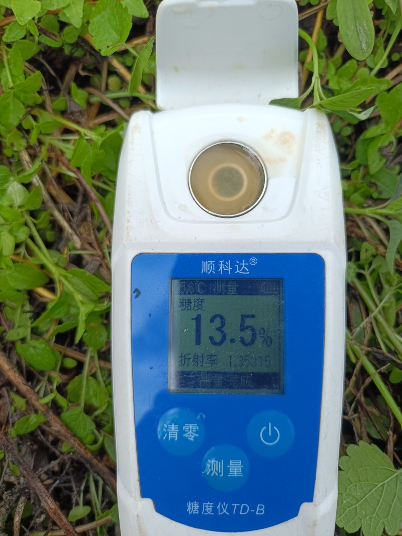 金秋砂糖橘