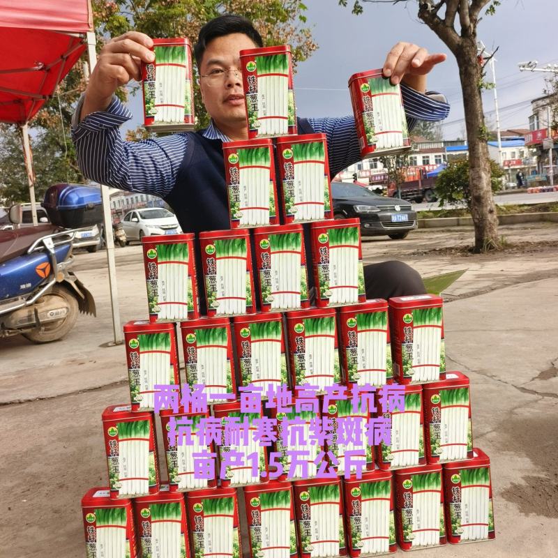 铁杆葱杂交品种抗病耐寒葱白硬且瓷实叶片直立