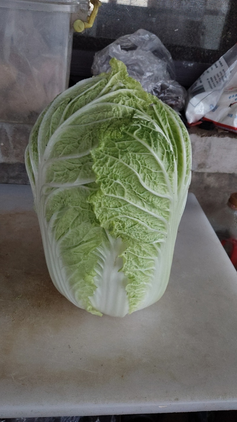 黄心大白菜