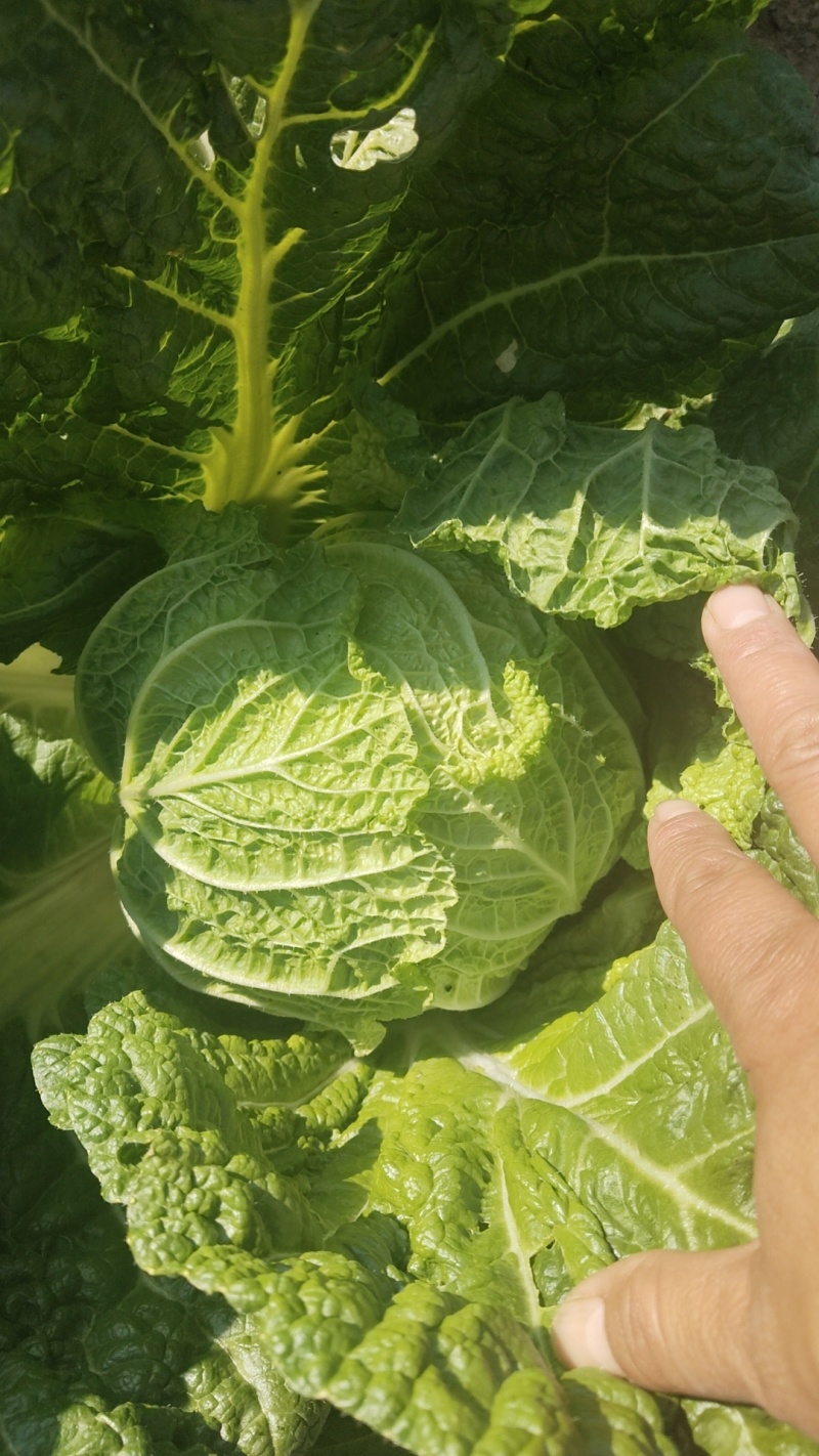 黄心大白菜
