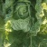 黄心大白菜