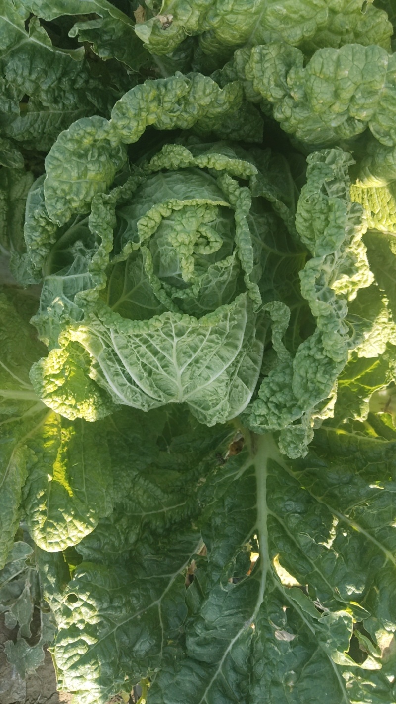 黄心大白菜