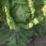 黄心大白菜