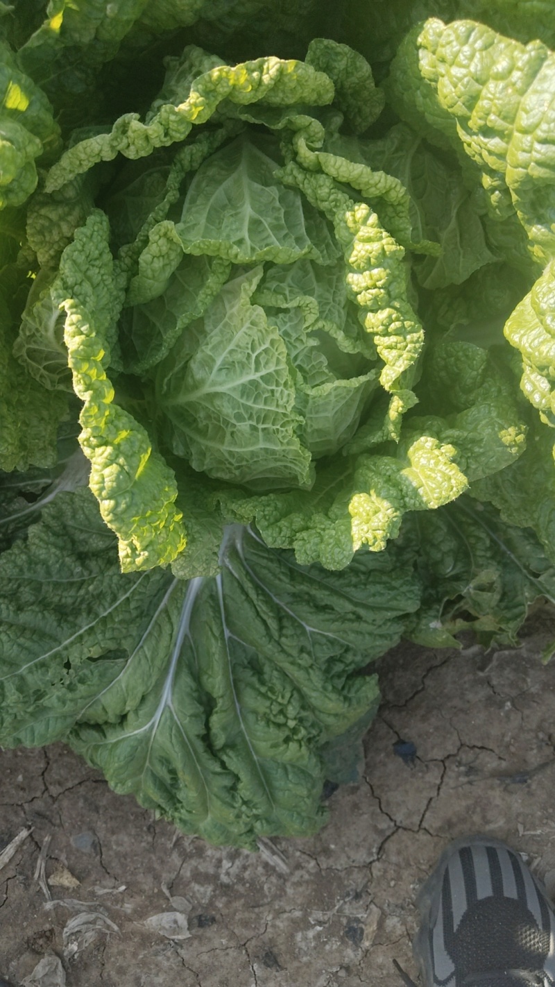 黄心大白菜