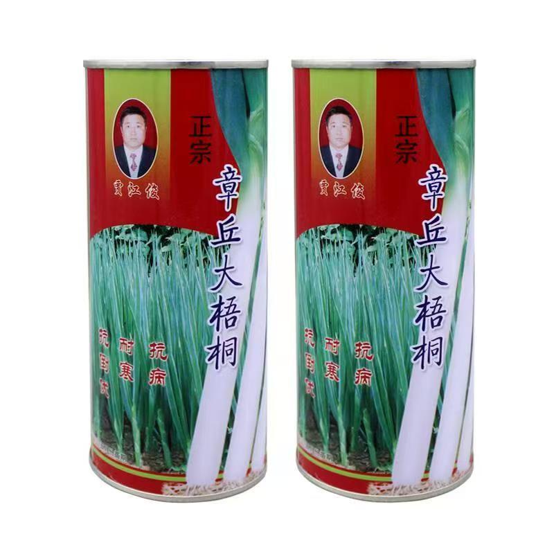 铁杆葱杂交品种抗病耐寒葱白硬且瓷实叶片直立、