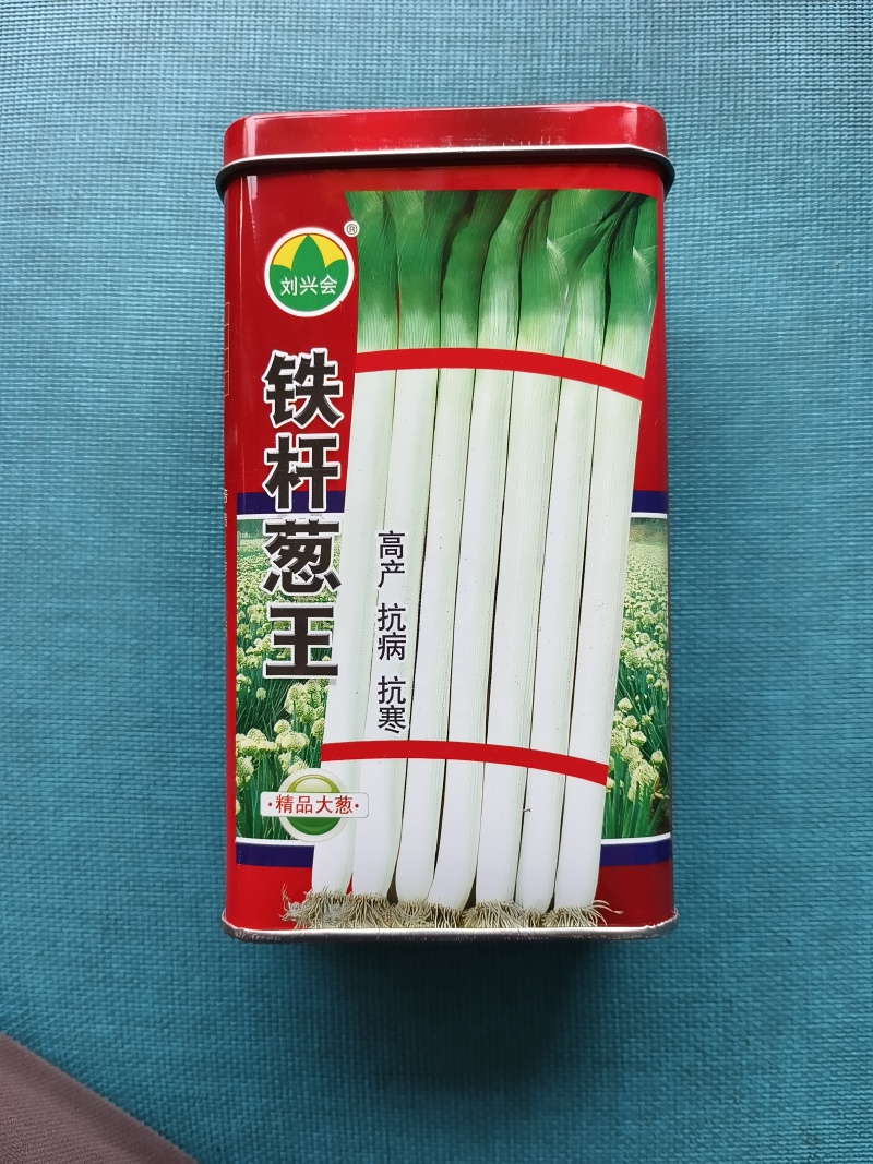 铁杆葱杂交品种抗病耐寒葱白硬且瓷实叶片直立、