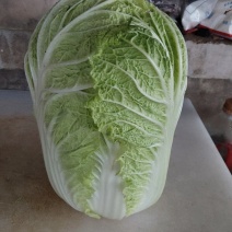 黄心大白菜