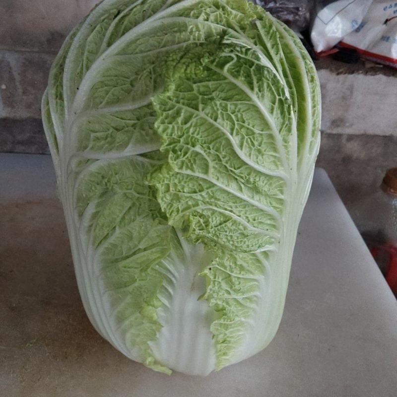 黄心大白菜