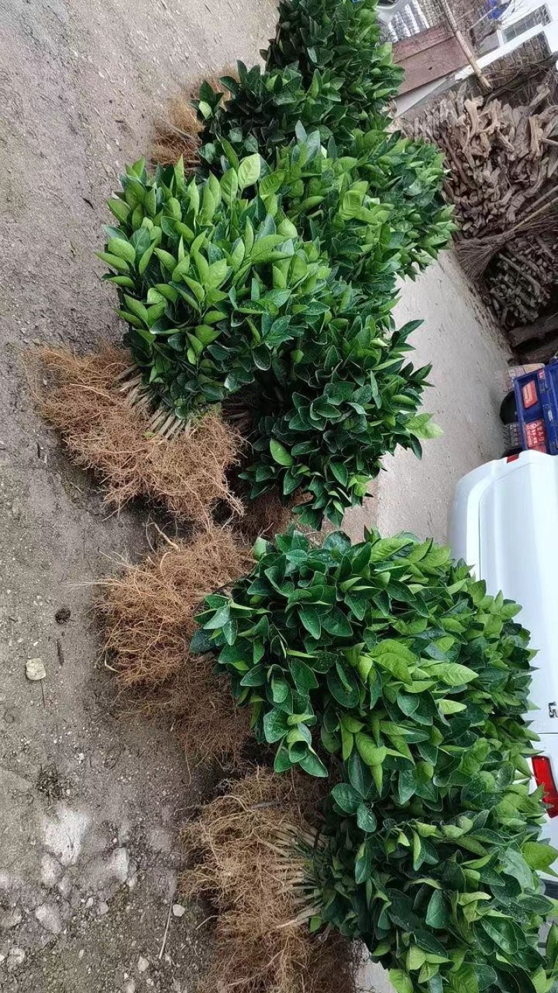 赣南脐橙苗江西正宗赣南脐橙苗产地直发规格齐全