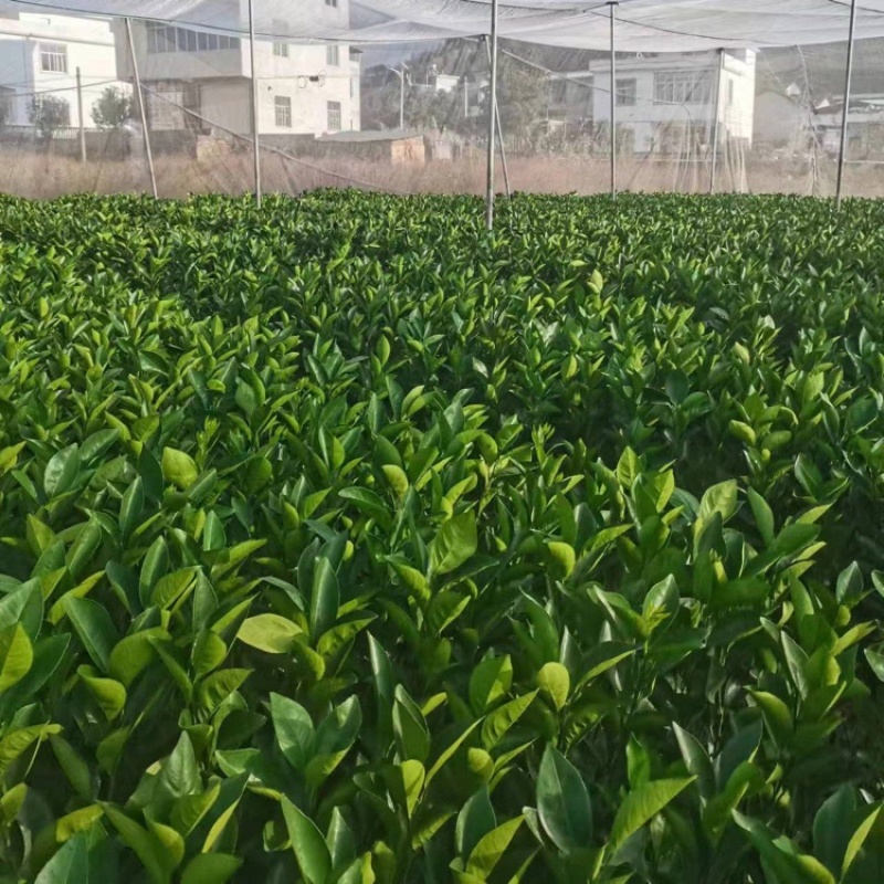 赣南脐橙苗江西正宗赣南脐橙苗产地直发规格齐全