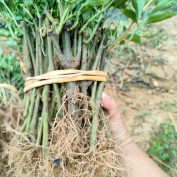 板蓝根苗