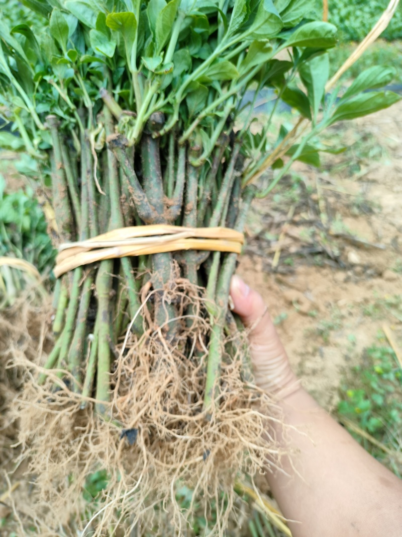 板蓝根苗