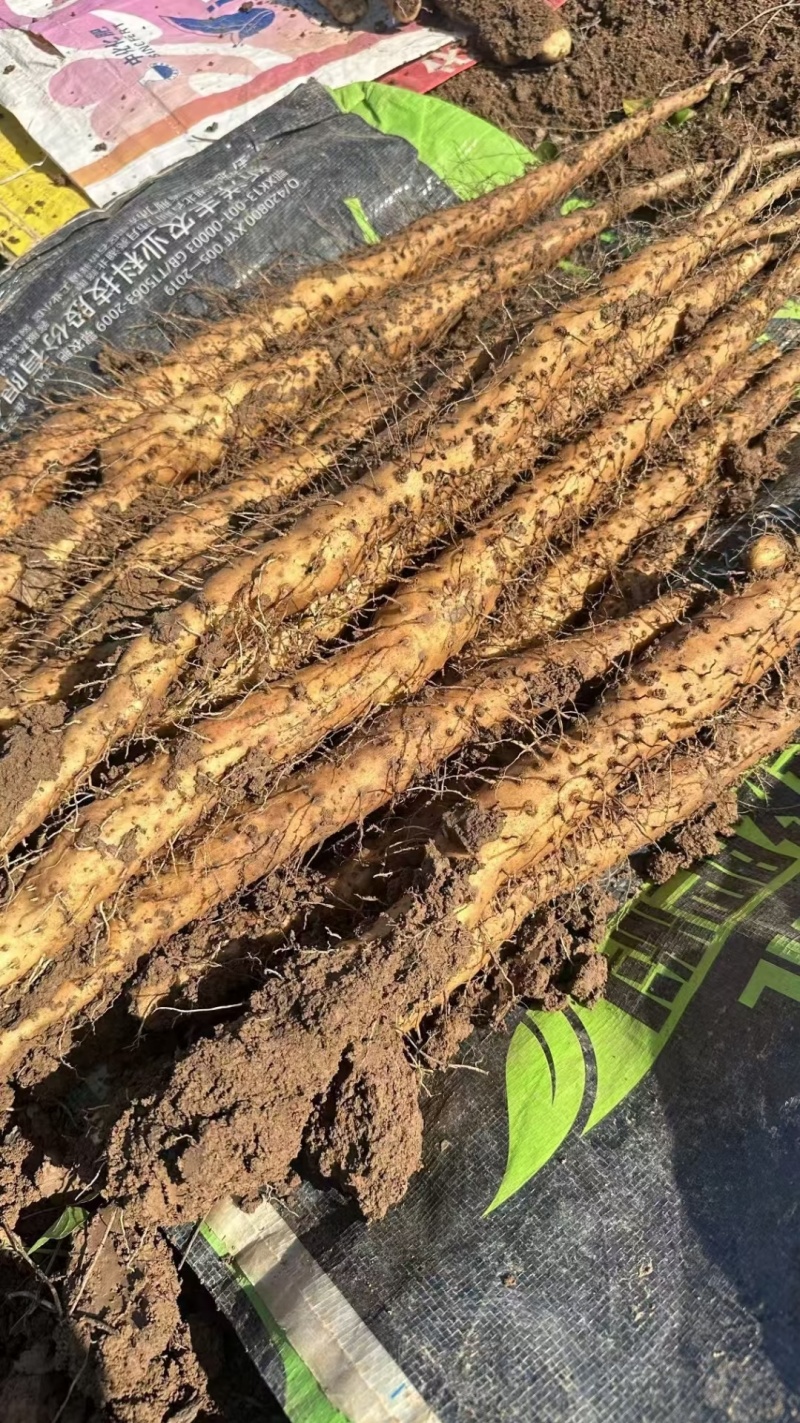 铁棍山药口感**自家冷库量大有需要的来