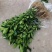 纽荷尔脐橙苗苗场直发提供技术假一赔十欢迎下单