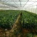 纽荷尔脐橙苗苗场直发提供技术假一赔十欢迎下单